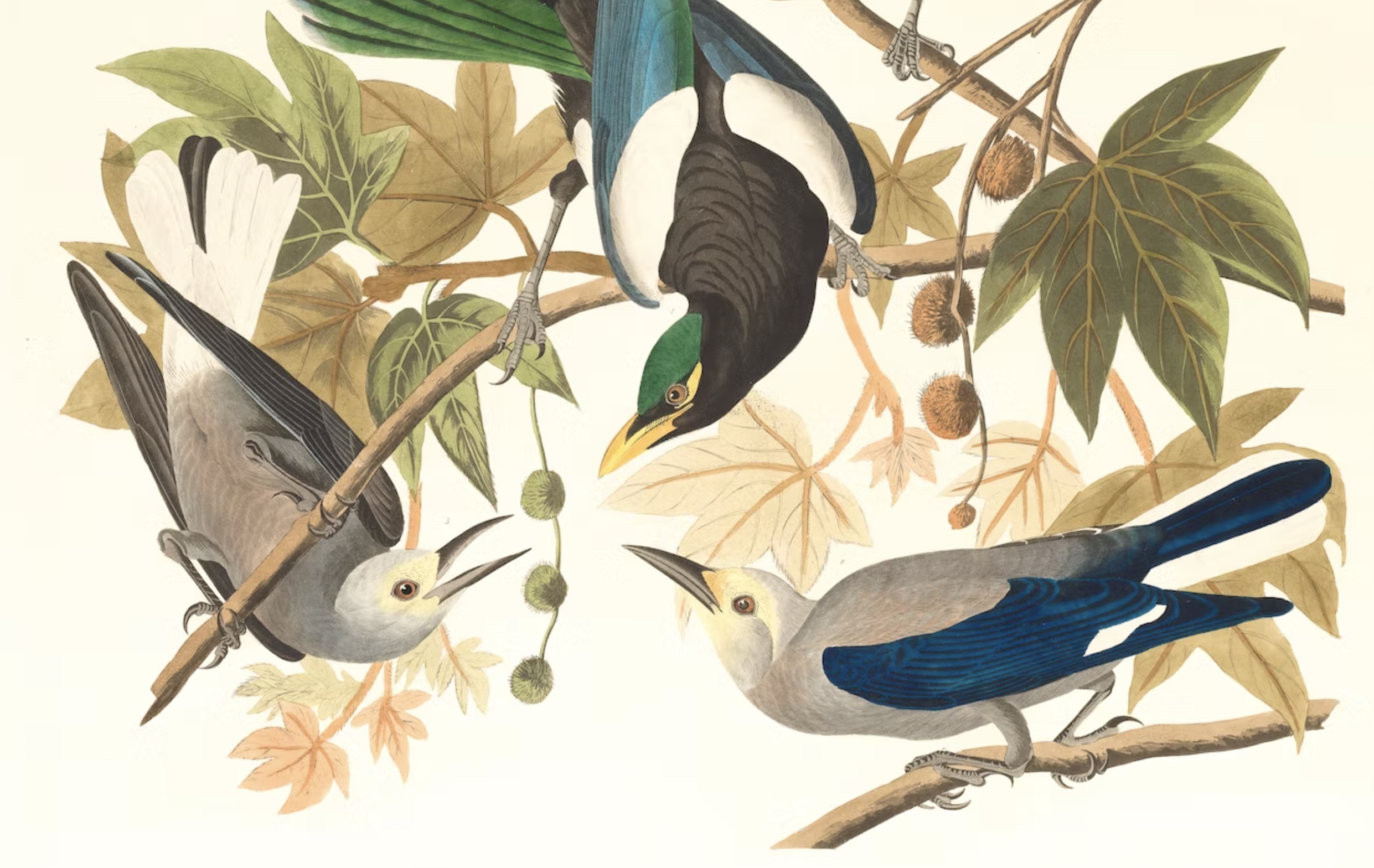 A calming illustration of three birds perched on branches, facing each other
