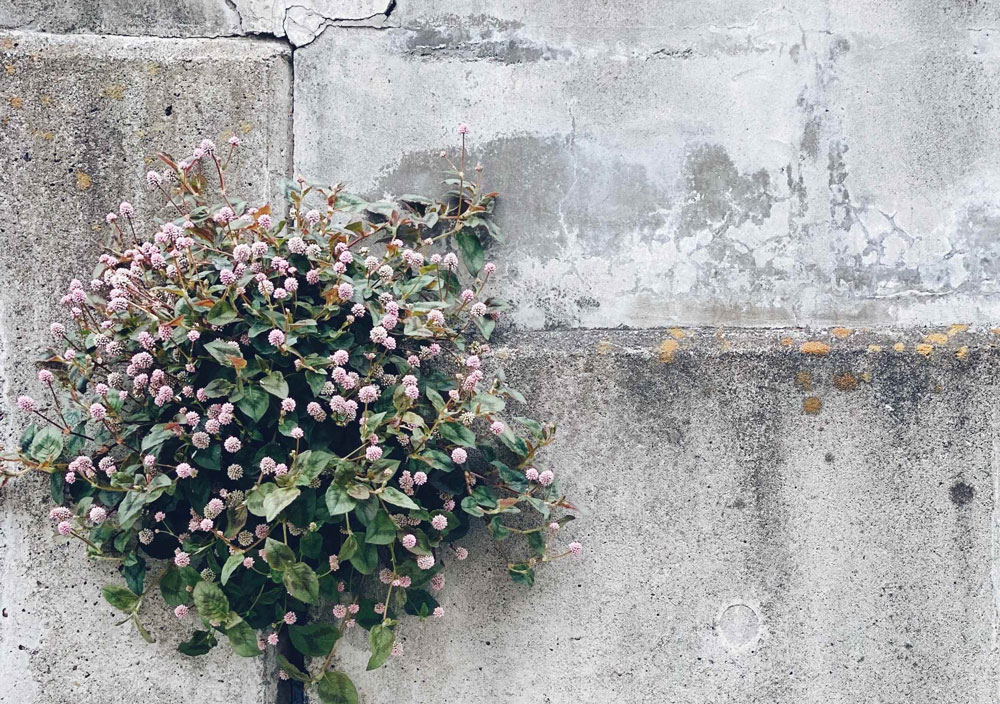 A beautiful shrub busting through a whitewashed wall